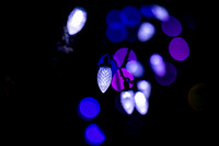 NL EMMC Lights of Life 12.4.25